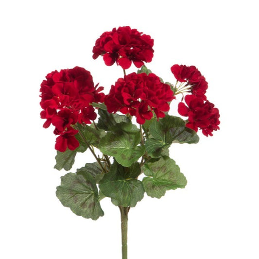 Florals - Geraniums